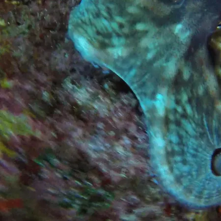 Accommodatie bij particulieren Gozo Freediving Dojo Xagħra