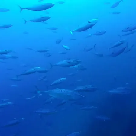 Gozo Freediving Dojo Accommodatie bij particulieren